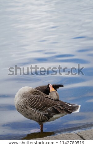 Stock photo: Scatching Feet