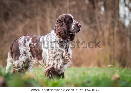 Stock foto: Springer Spaniel