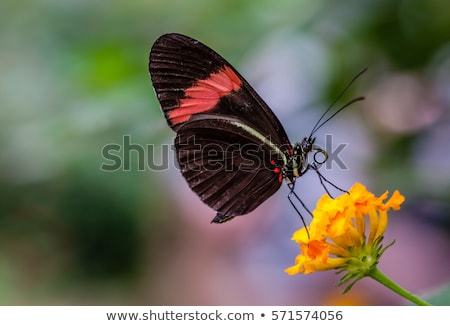 Stock photo: Small Postman Butterfly