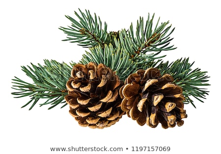 Сток-фото: Pine Cones On White Background