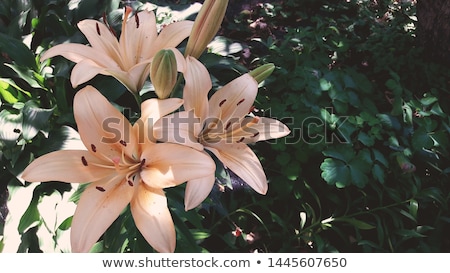 Stock photo: Beautiful Lily Flowers