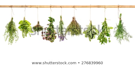 Foto stock: Fresh Herbs Hanging Isolated On White Background