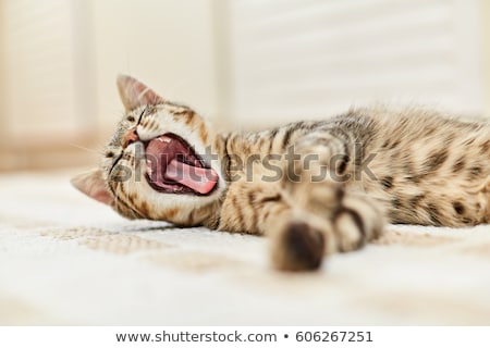 Foto stock: Cat Yawning