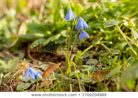 [[stock_photo]]: Wild Vegetation Before Sunset