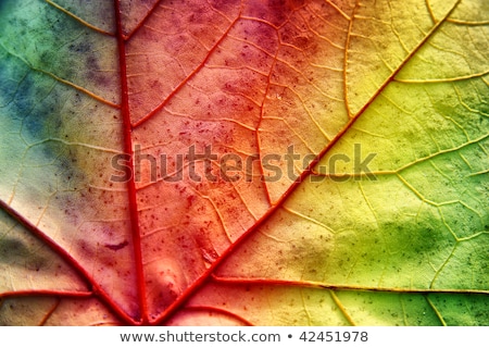 Stok fotoğraf: Bright Multicolored Autumn Leaves On The Abstract Beautiful Back