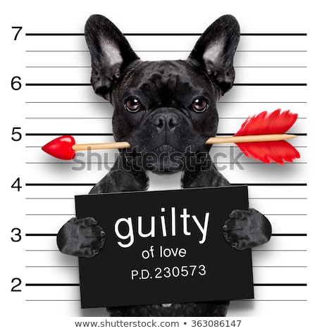 Foto stock: Valentines Mugshot Dog