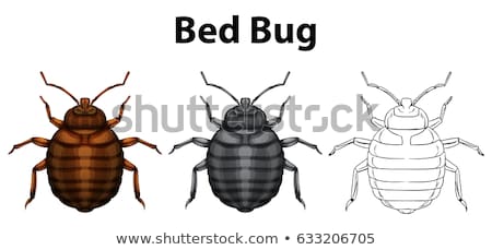 Foto d'archivio: Bed Bug In Three Sketches