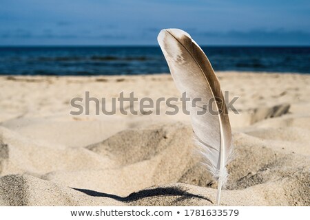 Stock fotó: Feather In The Sand