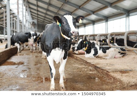 Foto stock: One Of Black And White Milk Cows Standing In Large Contemporary Dairy Farm