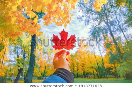 Stok fotoğraf: Family On The Walk With Maple Leaves