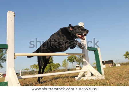 Senior Labrador Retriever In Agility [[stock_photo]] © cynoclub