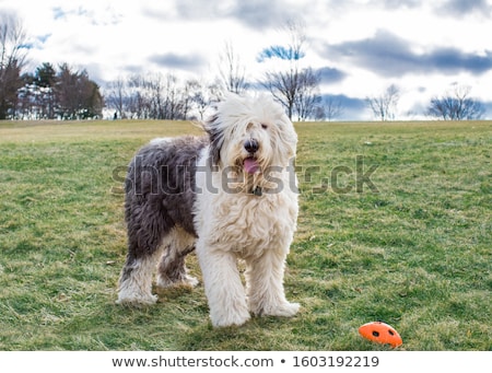 [[stock_photo]]: Old English Sheepdog