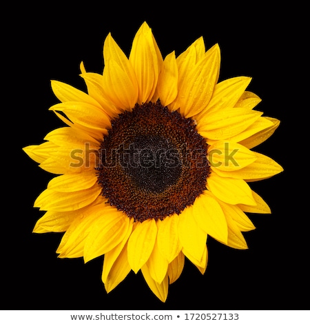 Сток-фото: Single Sunflower