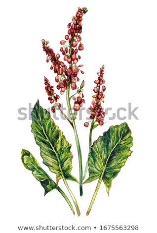 Foto stock: Plant Background Of Rumex Acetosella