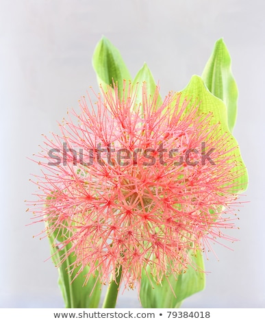 Stock photo: Powder Puff Lily