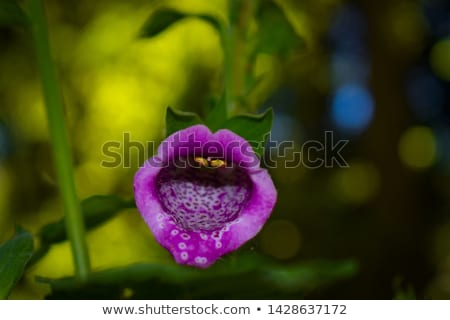 Foto stock: Strange Flower