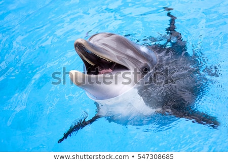 Foto stock: Dolphin