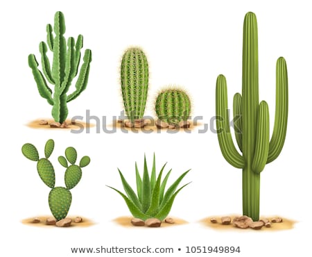 Foto d'archivio: Mexican Cactus In The Desert