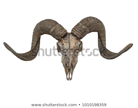 Foto stock: Goat Skull With Horns Isolated On White Background