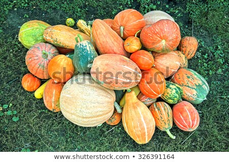 Lot Of Diferent Kind Of Pumpkin On The Field Foto stock © klerik78