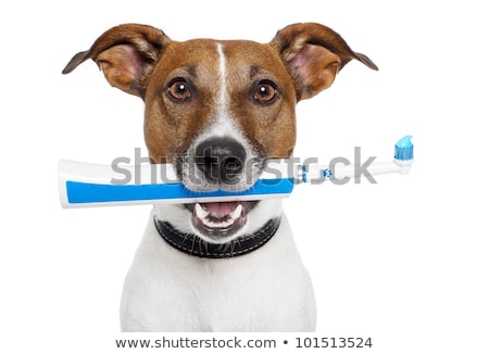 Stockfoto: Dog With Electric Toothbrush