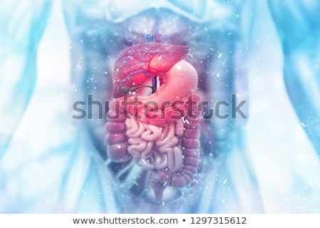 Stockfoto: 3d Rendered Illustration - Digestive System