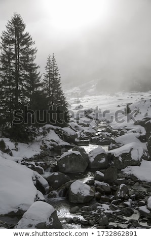 ストックフォト: Snow Covered Pine Trees On The Side Of A River In The Winter