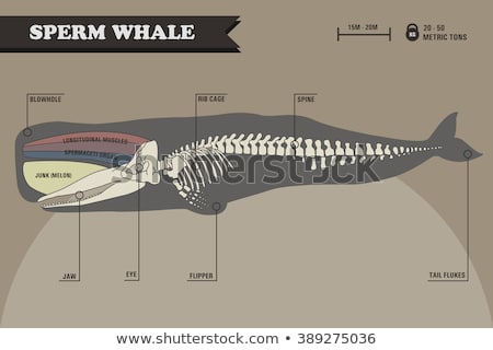 Stock fotó: Skeleton Of A Sperm Whale