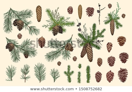 Stock photo: Coniferous Tree Branch With Cones