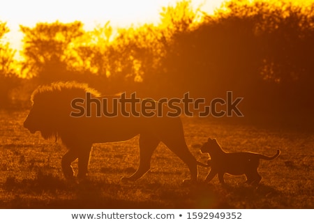 Stock foto: Lion Cub On The Plains Kenya