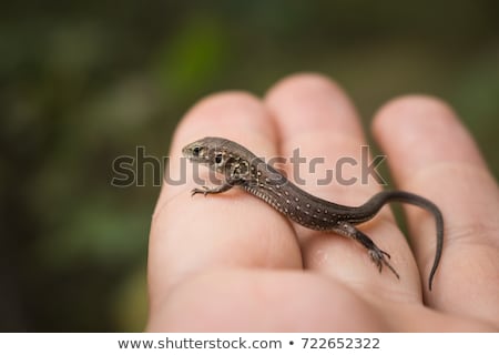 Foto d'archivio: Small Lizard On Hands