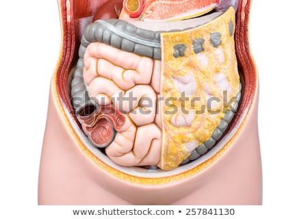 Stockfoto: Artificial Model Of Human Bowels Or Intestines