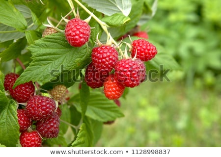 Stock fotó: Branch Of Raspberries In A Summer Garden