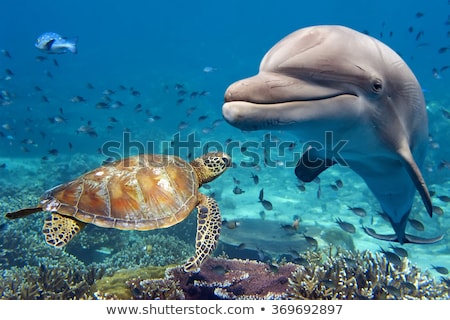 Foto stock: Divers Scuba Diving Looking At Sea Turtle And Fish Under Water