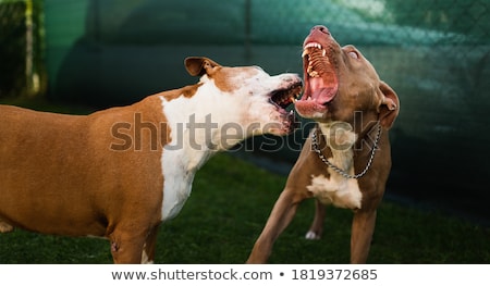 Foto d'archivio: Beautiful Amstaff Dog