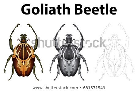 Foto stock: Doodle Character For Goliath Beetle