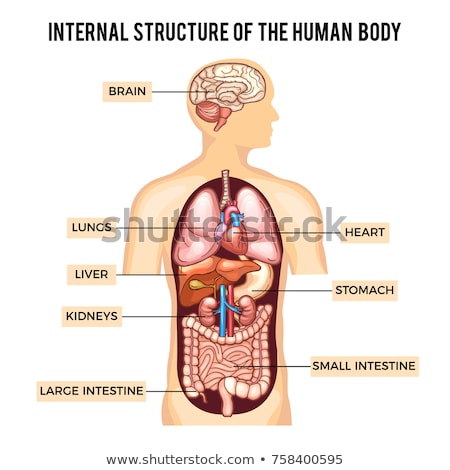 Stok fotoğraf: Kidneys Of Healthy Person Internal Organs