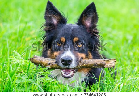 Stockfoto: Head Border Collie With Stick In Beak