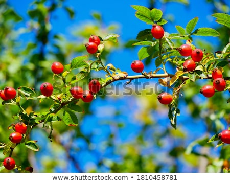 Stock fotó: Ripe Rose Hip