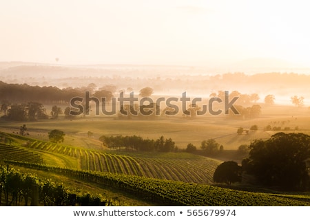 Foto stock: Hunter Valley Fields