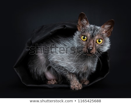[[stock_photo]]: Sweet Young Adult Lykoi Cat Kitten Isolated On White Background
