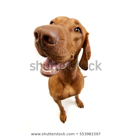 Сток-фото: Wide Angle Studio Shot Of An Adorable Hungarian Vizsla