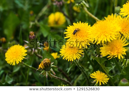 Foto stock: Bee And Dandelion Flower