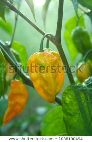 Stock fotó: Habanero Peppers Capsicum Chinense Growing On Plants