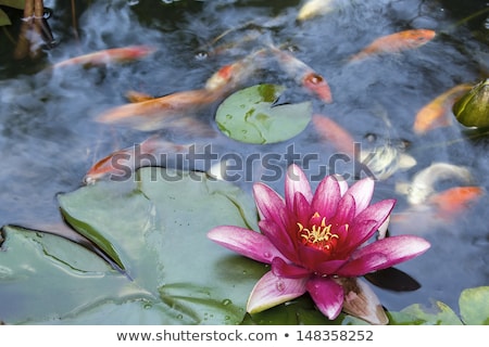 Stok fotoğraf: Pink Waterlily Flower Blooming In Koi Pond