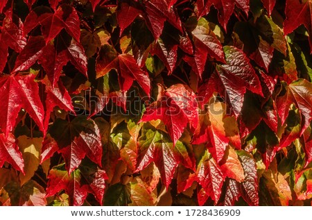 Stok fotoğraf: Crimson Leaf