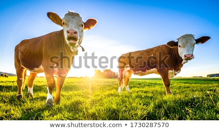 Foto stock: Big Cow On The Field