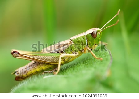 ストックフォト: Grasshopper Portrait