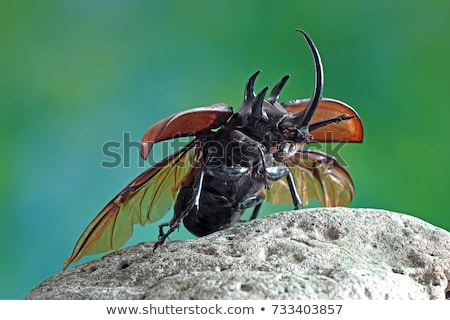 Stok fotoğraf: Rhinoceros Beetle Rhino Beetle Hercules Beetle