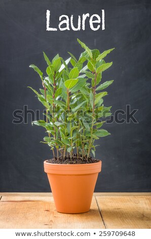 Stock fotó: Laurel In A Clay Pot On A Dark Background